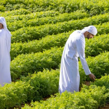 The Brew News The UAE Food Sector: A Strategic Transformation