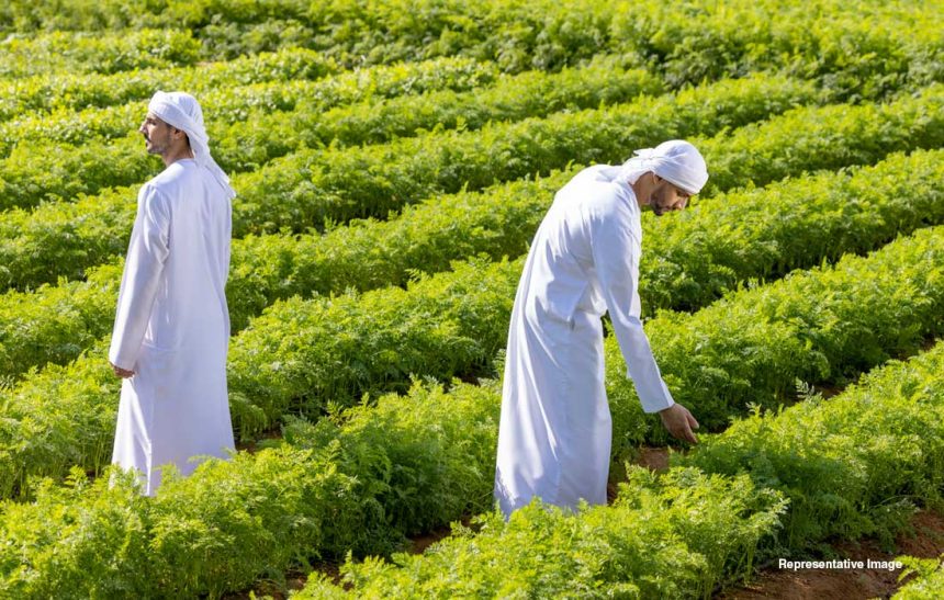 The Brew News The UAE Food Sector: A Strategic Transformation